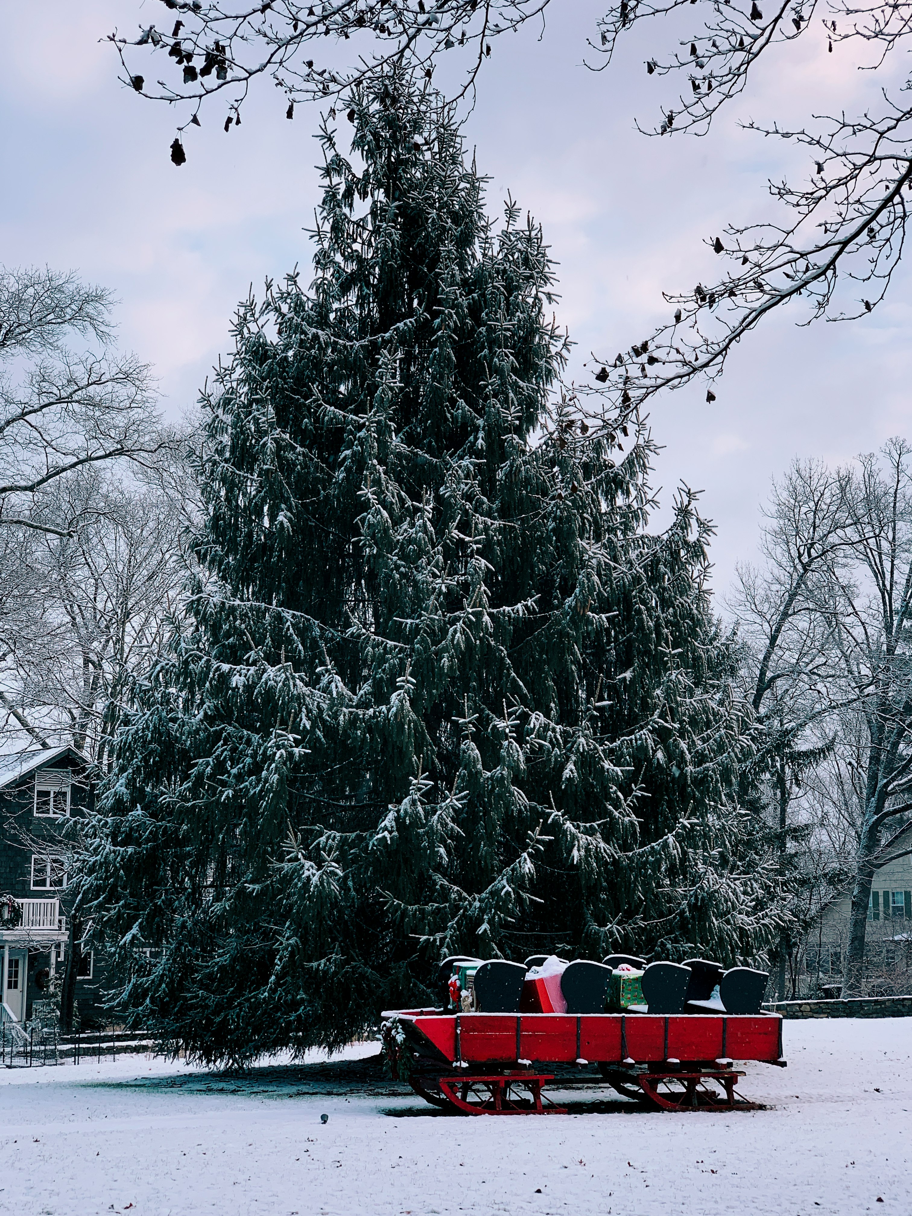 pine tree and red chairs